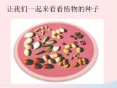 三年级科学下册第一单元植物的生长变化2种植我们的植物课件3教科版