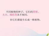 三年级科学下册第一单元植物的生长变化2种植我们的植物课件3教科版