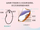 三年级科学下册第一单元植物的生长变化2种植我们的植物课件3教科版