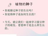 三年级科学下册第一单元植物的生长变化3我们先看到了根课件1教科版