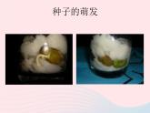 三年级科学下册第一单元植物的生长变化3我们先看到了根课件1教科版