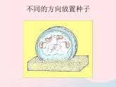 三年级科学下册第一单元植物的生长变化3我们先看到了根课件1教科版