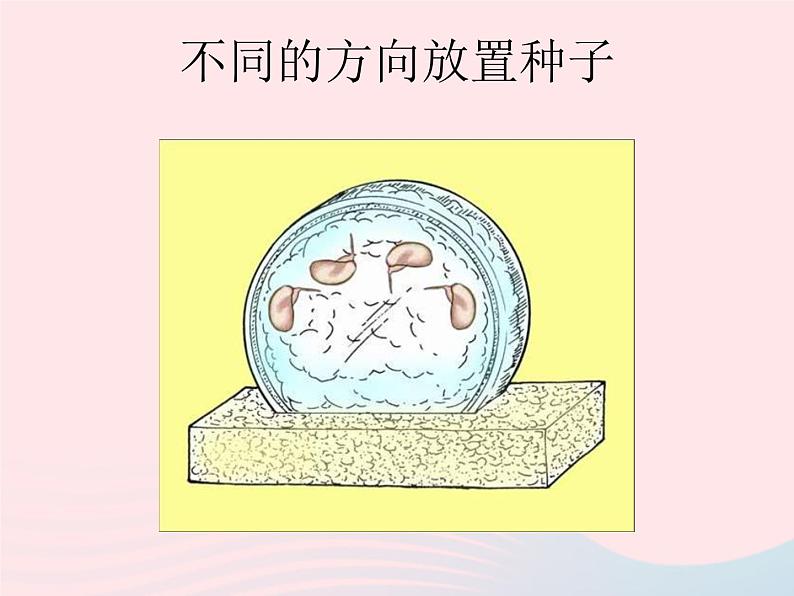 三年级科学下册第一单元植物的生长变化3我们先看到了根课件1教科版05