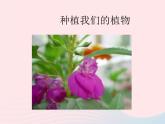 三年级科学下册第一单元植物的生长变化2《种植我们的植物》课件教科版