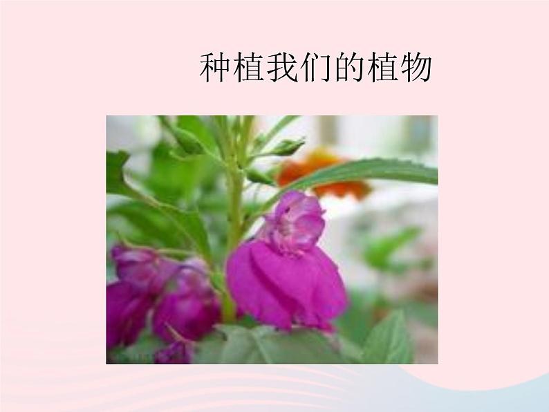 三年级科学下册第一单元植物的生长变化2《种植我们的植物》课件教科版01