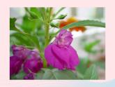 三年级科学下册第一单元植物的生长变化2《种植我们的植物》课件教科版
