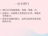 三年级科学下册第一单元植物的生长变化2《种植我们的植物》课件教科版