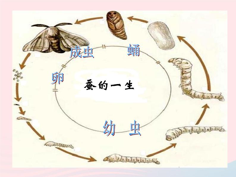 三年级科学下册第一单元植物的生长变化1植物新生命的开始课件3教科版03