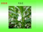 三年级科学下册第一单元植物的生长变化2种植我们的植物课件1教科版