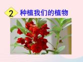 三年级科学下册第一单元植物的生长变化2种植我们的植物课件6教科版