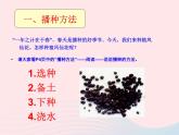 三年级科学下册第一单元植物的生长变化2种植我们的植物课件6教科版
