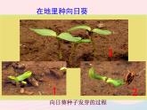 三年级科学下册第一单元植物的生长变化2种植我们的植物课件6教科版