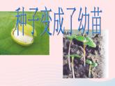 三年级科学下册第一单元植物的生长变化4种子变成了幼苗课件教科版