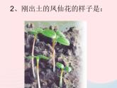 三年级科学下册第一单元植物的生长变化4种子变成了幼苗课件教科版