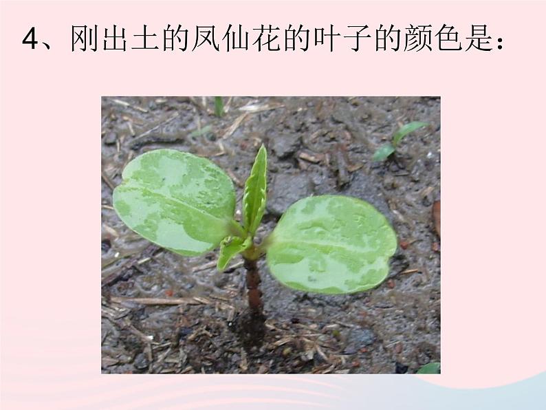 三年级科学下册第一单元植物的生长变化4种子变成了幼苗课件教科版06