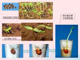 三年级科学下册第一单元植物的生长变化2种植我们的植物课件2教科版
