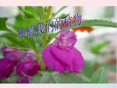 三年级科学下册第一单元植物的生长变化2种植我们的植物课件5教科版