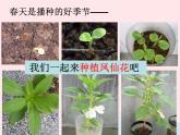 三年级科学下册第一单元植物的生长变化2种植我们的植物课件5教科版