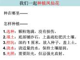 三年级科学下册第一单元植物的生长变化2种植我们的植物课件5教科版