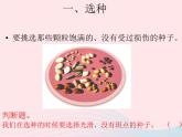 三年级科学下册第一单元植物的生长变化2种植我们的植物课件5教科版