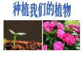 三年级科学下册第一单元植物的生长变化2种植我们的植物课件教科版