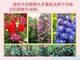 三年级科学下册第一单元植物的生长变化2种植我们的植物课件教科版