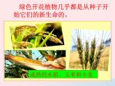 三年级科学下册第一单元植物的生长变化2种植我们的植物课件教科版