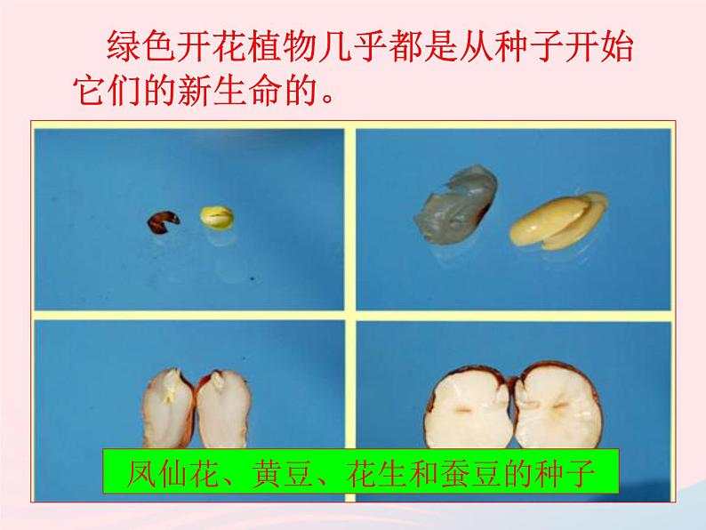 三年级科学下册第一单元植物的生长变化2种植我们的植物课件教科版05