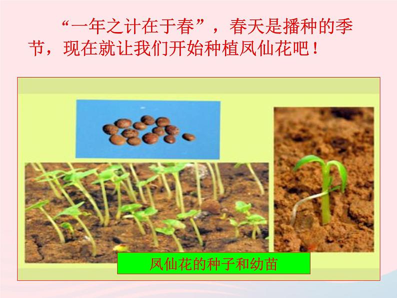 三年级科学下册第一单元植物的生长变化2种植我们的植物课件教科版07