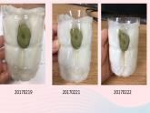 三年级科学下册第一单元植物的生长变化3我们先看到了根课件3教科版