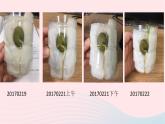 三年级科学下册第一单元植物的生长变化3我们先看到了根课件3教科版