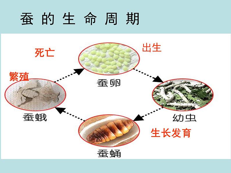 教科版（三起）科学三年级下册第二单元6《其他动物的生命周期》研究 课件03