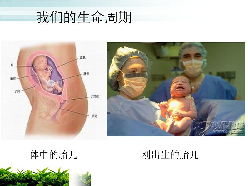 教科版（三起）科学三年级下册第二单元7、我们的生命周期 课件04