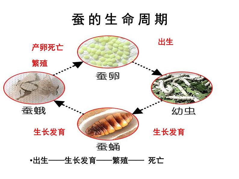 教科版（三起）科学三年级下册第二单元6、其他动物的生命周期 课件04