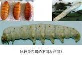 教科版（三起）科学三年级下册第二单元3《蚕变了新模样PPT课件》