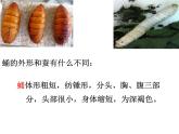 教科版（三起）科学三年级下册第二单元3《蚕变了新模样PPT课件》