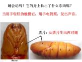 教科版（三起）科学三年级下册第二单元3《蚕变了新模样PPT课件》