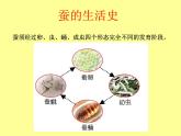 教科版（三起）科学三年级下册第二单元5-蚕的生命周期 课件