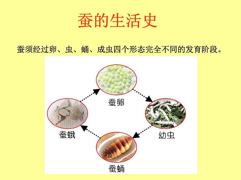 教科版（三起）科学三年级下册第二单元5-蚕的生命周期 课件05