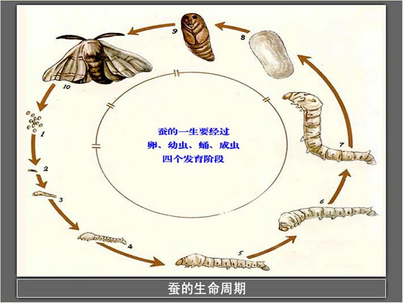 教科版（三起）科学三年级下册第二单元5-蚕的生命周期 课件06