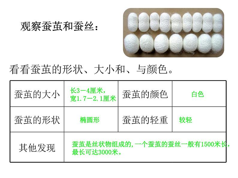 教科版（三起）科学三年级下册第二单元3《蚕变了新模样》 课件04