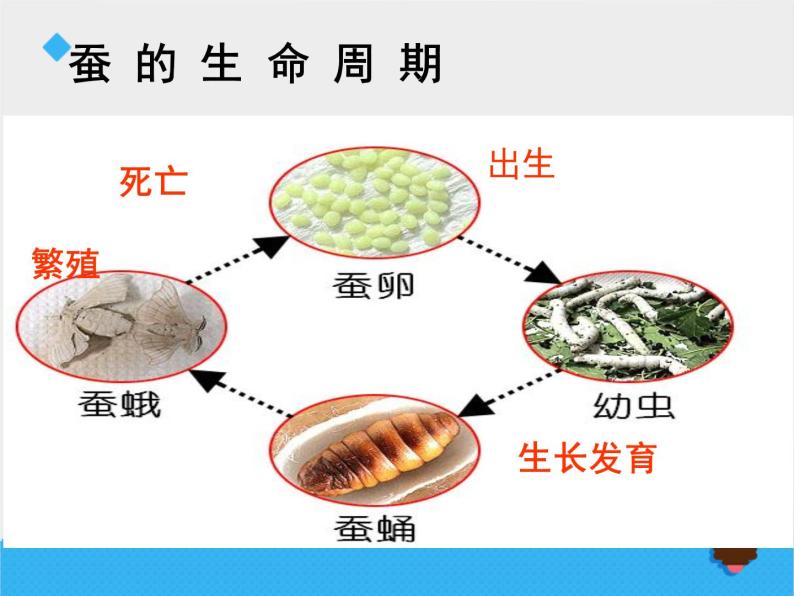 其他动物的生命周期课文配套ppt课件