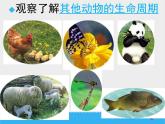 教科版（三起）科学三年级下册第二单元6《其他动物的生命周期》课件