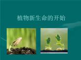 教科版（三起）科学三年级下册第一单元1《植物新生命的开始》 课件