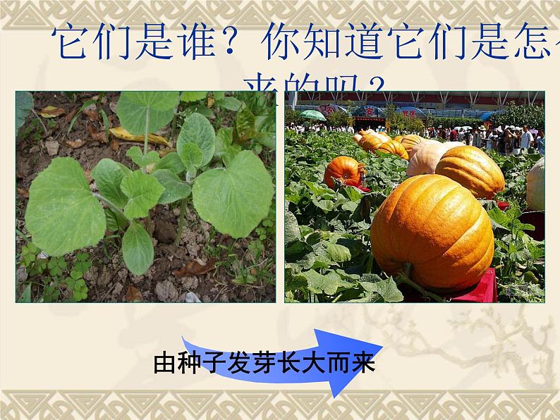 教科版（三起）科学三年级下册第一单元1-植物新生命的开始(含课堂作业)07