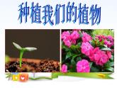 教科版（三起）科学三年级下册第一单元2、种植我们的植物 课件
