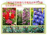 教科版（三起）科学三年级下册第一单元2、种植我们的植物 课件