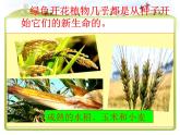 教科版（三起）科学三年级下册第一单元2、种植我们的植物 课件