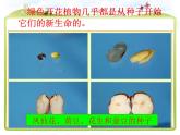 教科版（三起）科学三年级下册第一单元2、种植我们的植物 课件