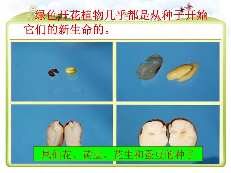 教科版（三起）科学三年级下册第一单元2、种植我们的植物 课件05